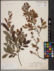 Foto von Salix aurita L. x Salix myrtilloides L.
